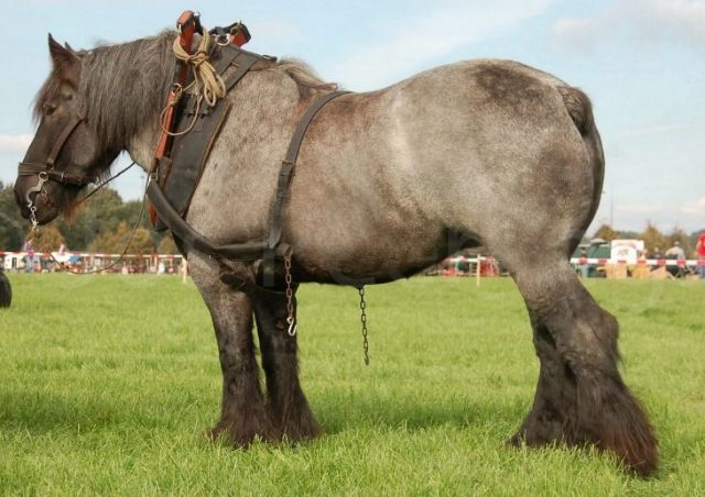 Dutch Heavy Draft Horse PetMapz