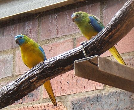 Turquoisine Grass Parakeet | PetMapz