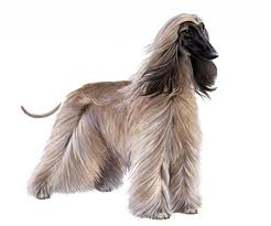 are afghan hounds disobedient