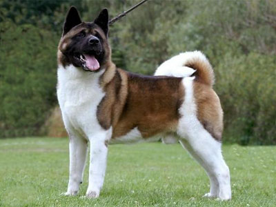 Pinto akita best sale