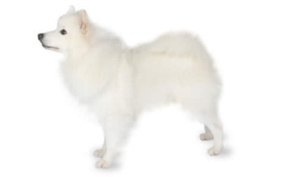 American Eskimo Dog