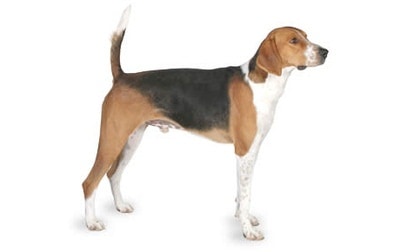 American Foxhound