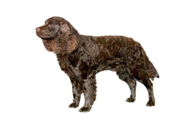 American Water Spaniel