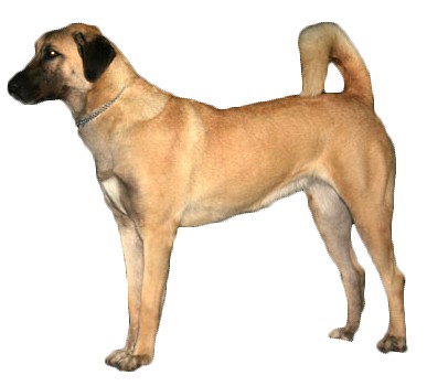 Anatolian Shepherd