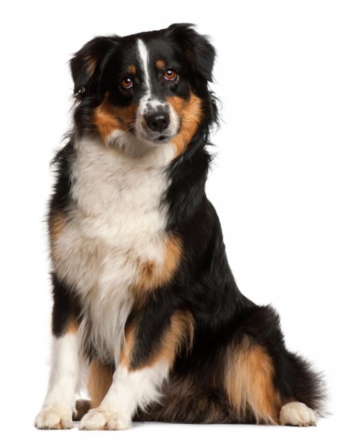 Australian Shepherd | petmapz by Dr. Katz, Your veterinarian endorsed ...