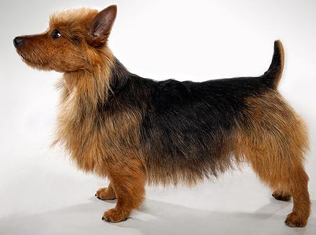 Australian Terrier