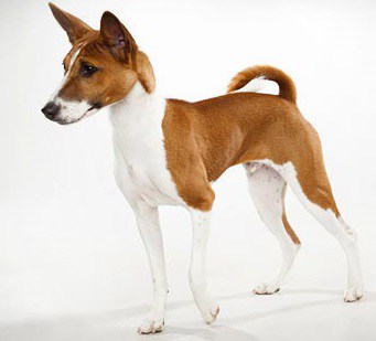 Basenji