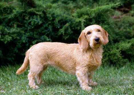 Basset fauve de bretagne hot sale hypoallergenic