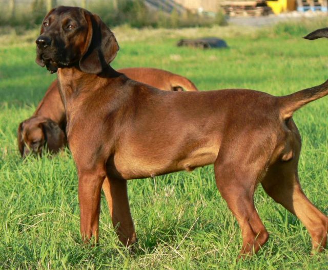 bavarian mountain scent hound for sale