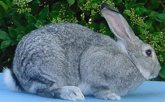 American Chinchilla rabbit
