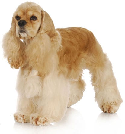 American Cocker Spaniel