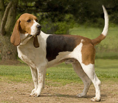 Artois Hound