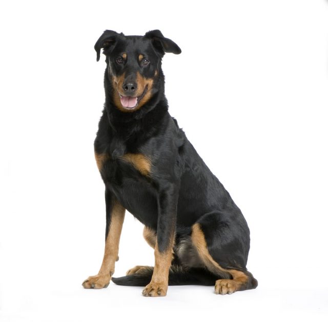 Beauceron