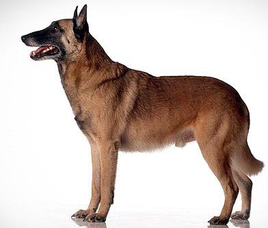 Belgian Malinois