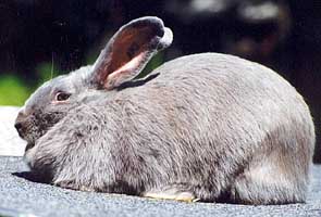 Beveren rabbit
