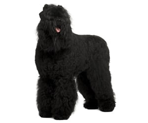 Black Russian Terrier