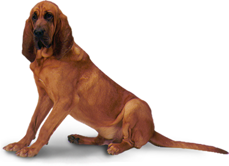 Bloodhound