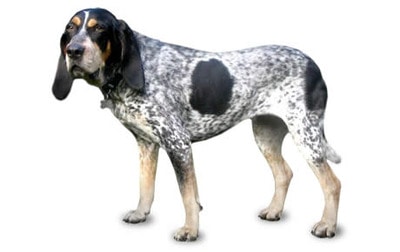 Bluetick Coonhound