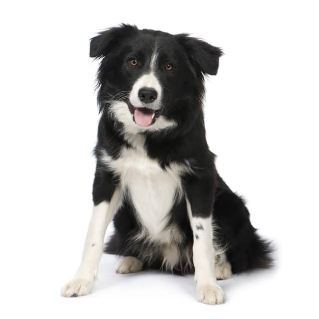 Border Collie