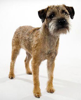 Border Terrier