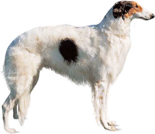 Borzoi