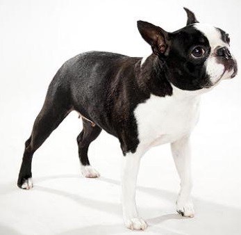 Boston Terrier