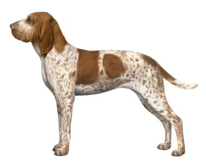 Bracco Italiano