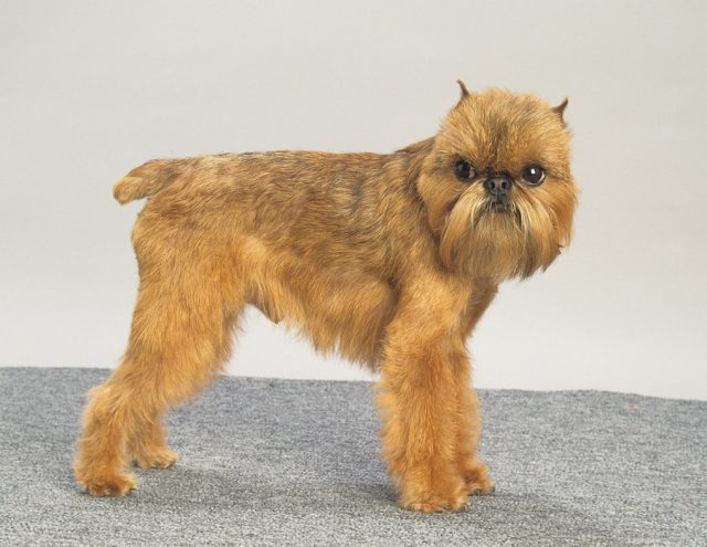 Brussels Griffon