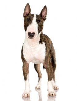 Bull Terrier