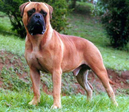 Red bullmastiff 2024