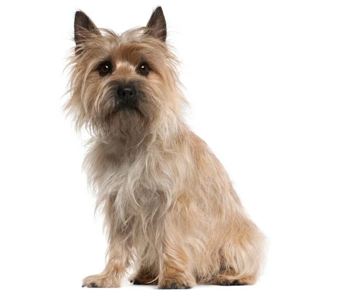 Cairn Terrier