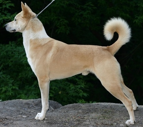 White Canaan Dog