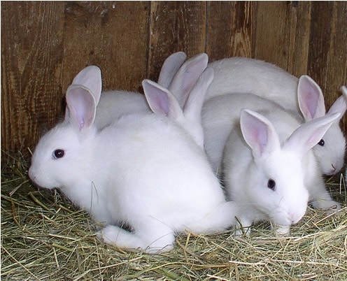 Florida White rabbit