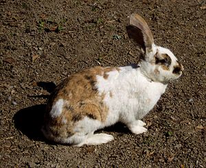 Gotland rabbit