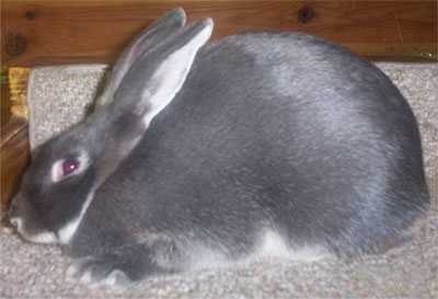 Silver Marten rabbit