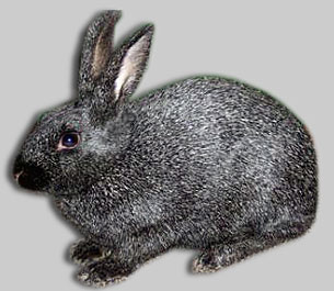 Silver rabbit