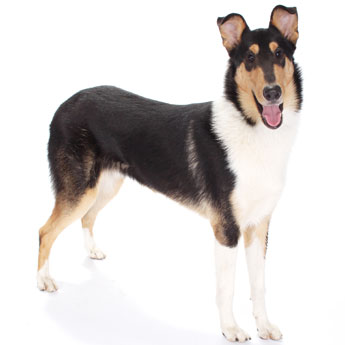 Smooth Collie