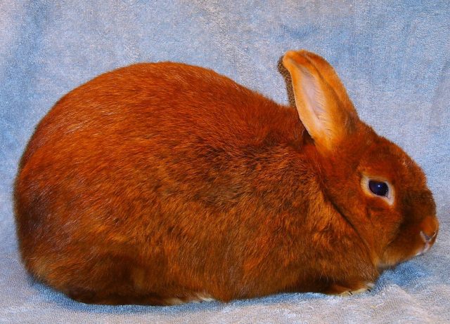 Thrianta rabbit