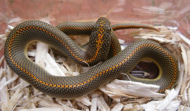 African House Snake