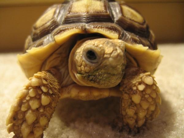 African Spurred Tortoise