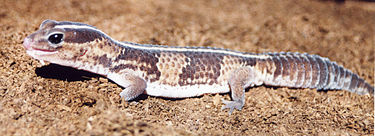 African Fat-Tailed Gecko