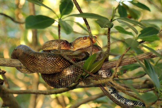 Amazonian Tree Boa