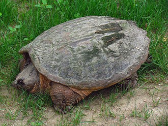 American Snapping Turtle