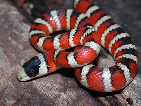 Arizona Mountain Kingsnake