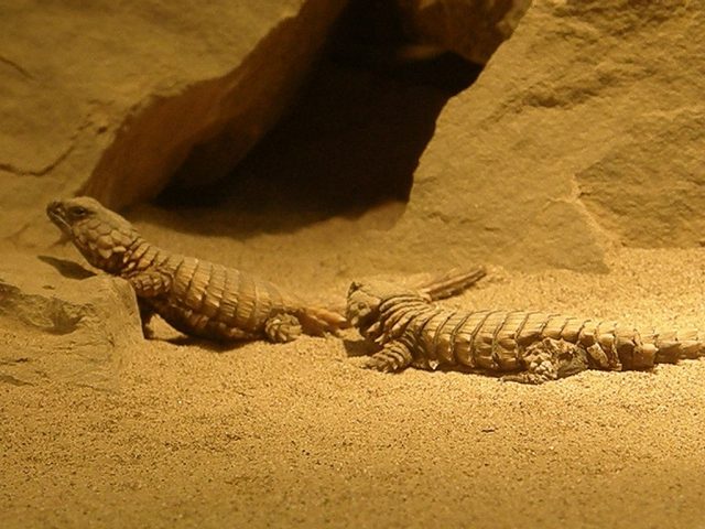 Armadillo Lizard