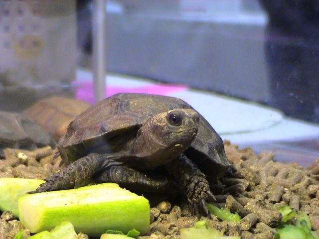 Asian Mountain Tortoise