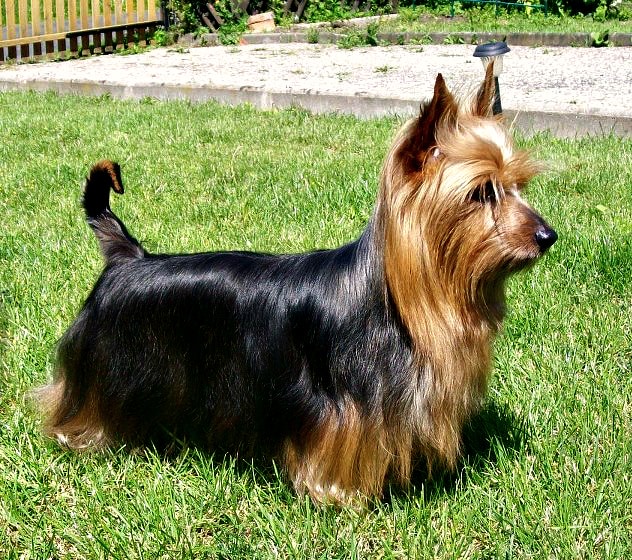 Australian Silky Terrier