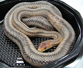 Baird’s Rat Snake