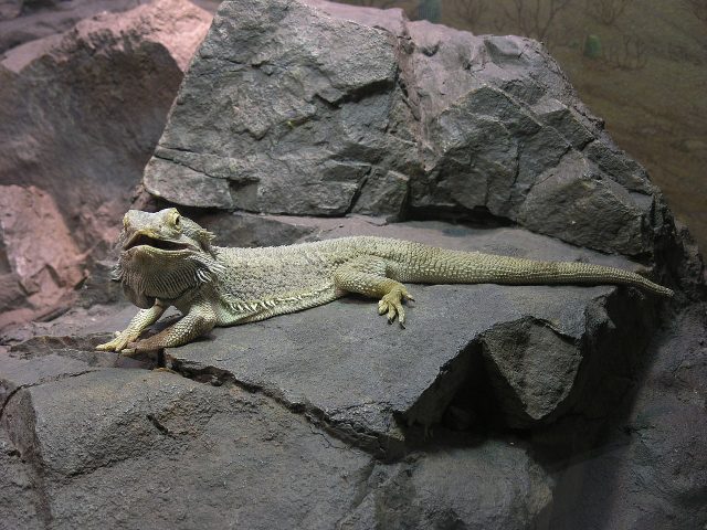 Bearded Dragon