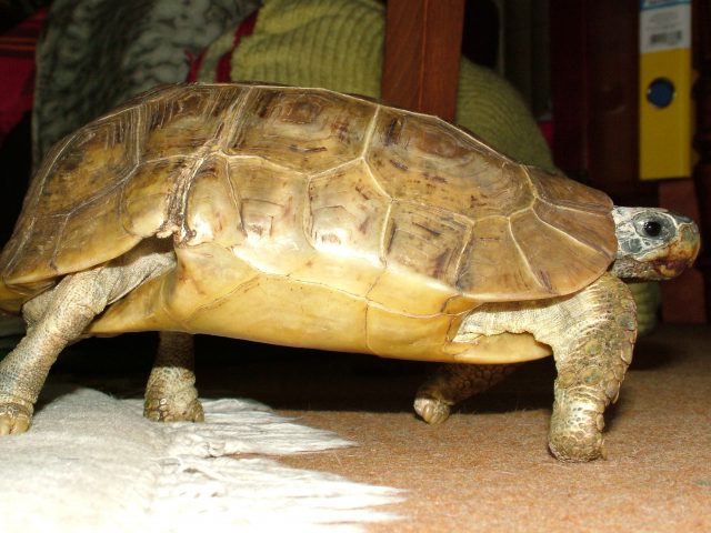 Bell’s HingeBack Tortoise